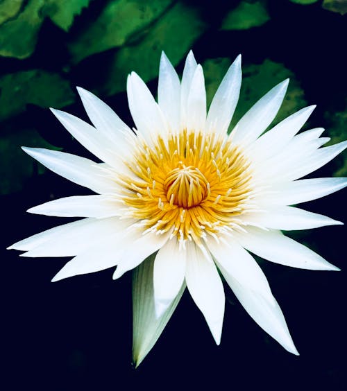 คลังภาพถ่ายฟรี ของ กลีบดอก, ขาว, ดอกบัว