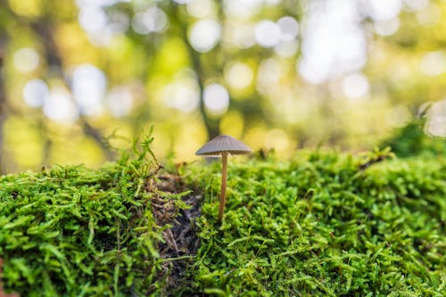 Close-up of a Small Mushroom Growing on the Moss
