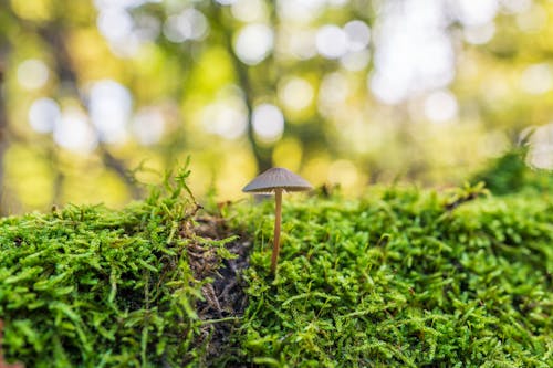 Kostenloses Stock Foto zu fungi, klein, moos