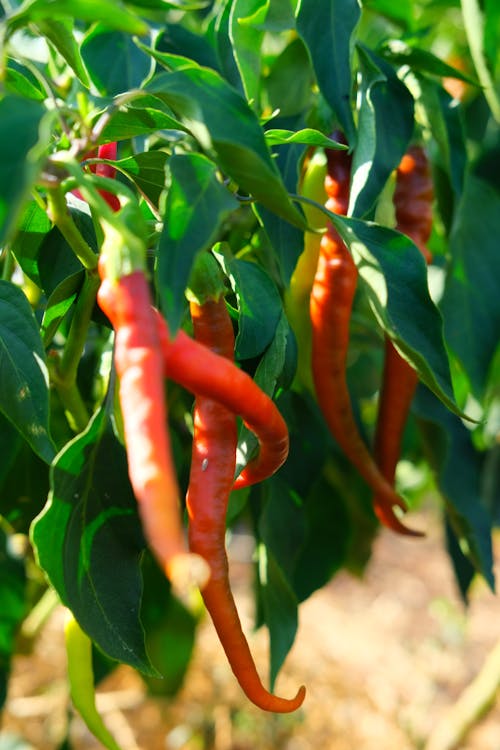 Red Slim Long Peppers on Tree