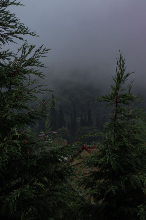 Coniferous Trees in Mountains Covered in Fog · Free Stock Photo