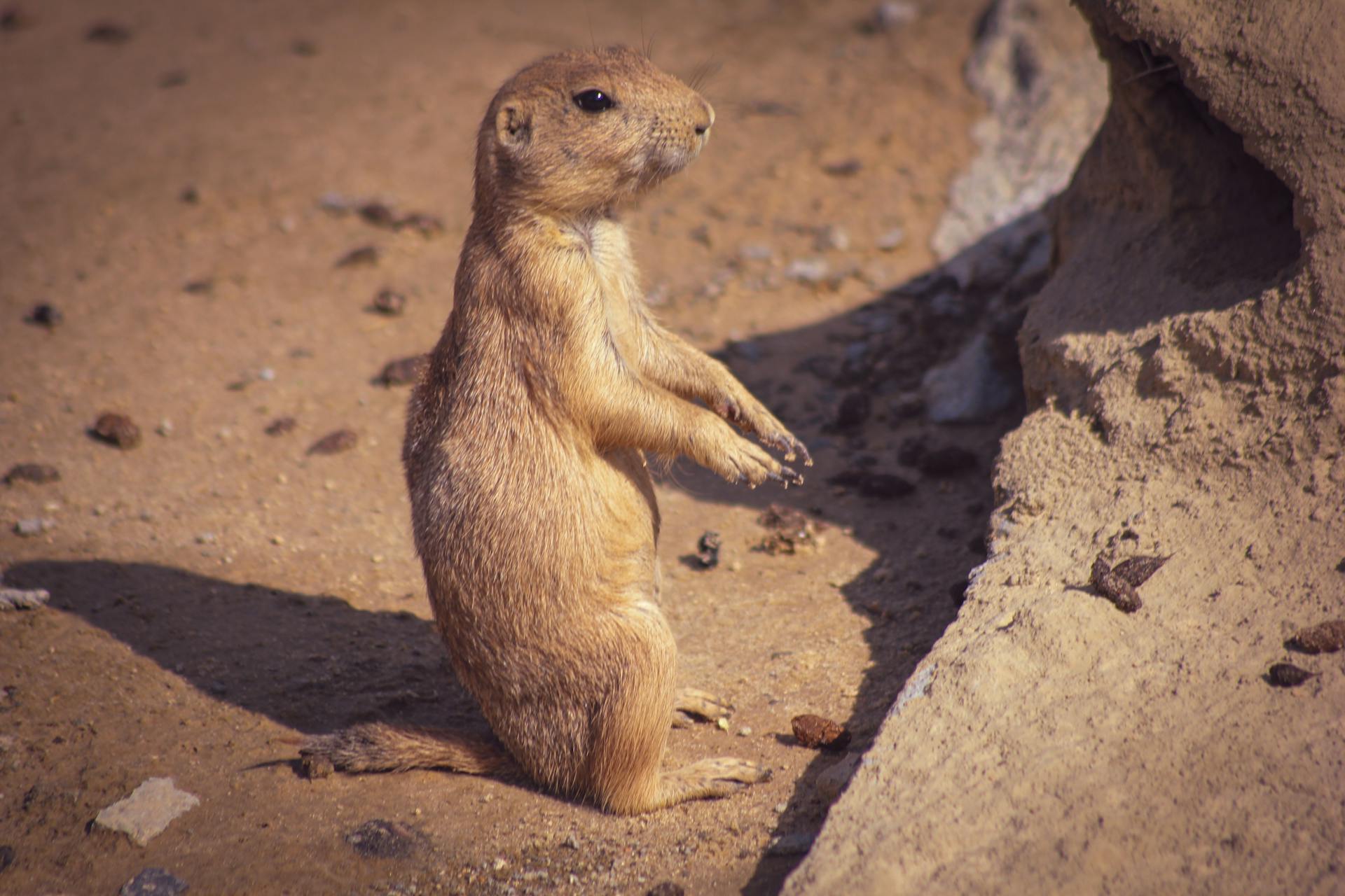 Mexican Prairie Dog on Sand