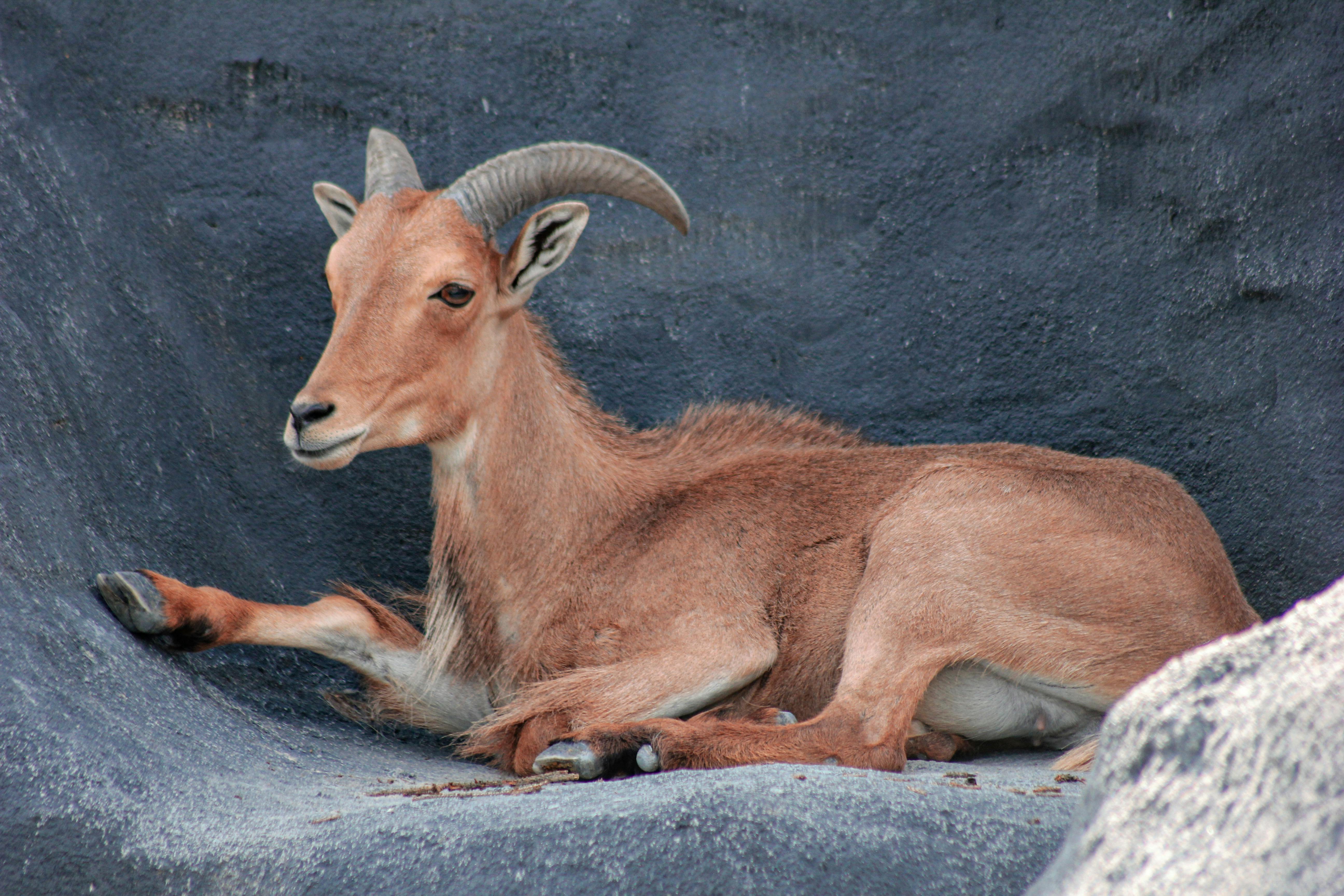 Gratuit Photos gratuites de adaptation au désert, ammotragus lervia, animal à cornes Photos