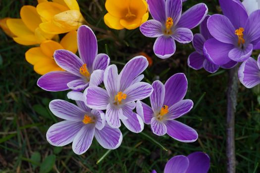 Yellow and Violet Spring Crocus