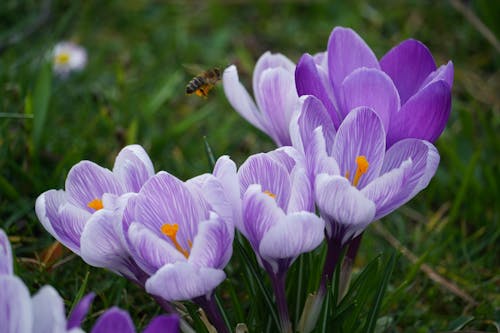 Foto profissional grátis de abelha, açafrão, alegre