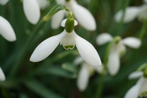 Close-up of Snowdrop Flowers