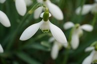 Delicate snowdrop flowers in a garden, showcasing their white petals and natural beauty.
