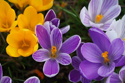 คลังภาพถ่ายฟรี ของ crocuses, การเจริญเติบโต, ความงาม