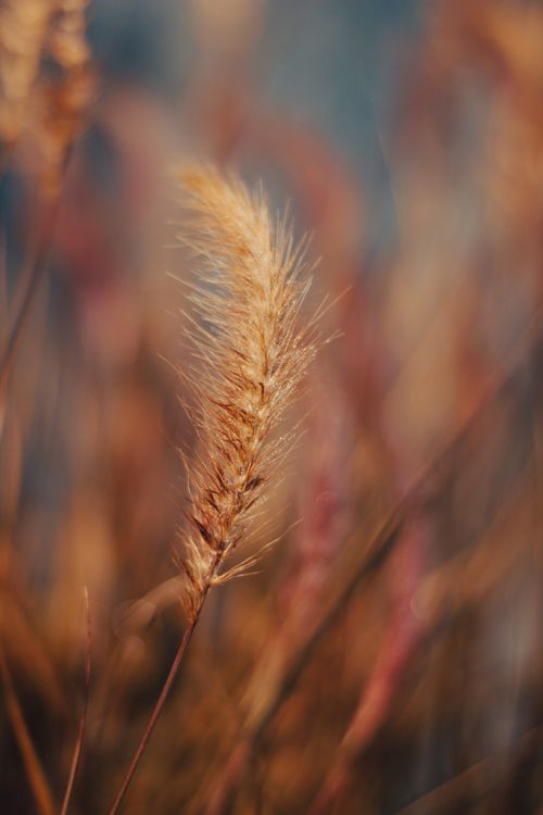 Free Close-up of a wheat ear against a blurred natural background, capturing the essence of agriculture. Stock Photo