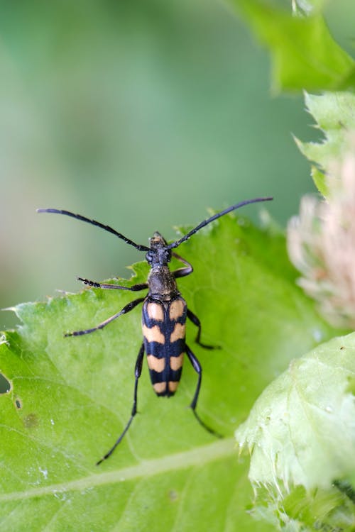 Beetle sitting on Leaf