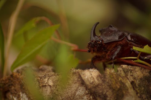 Fotos de stock gratuitas de el escarabajo, gusano
