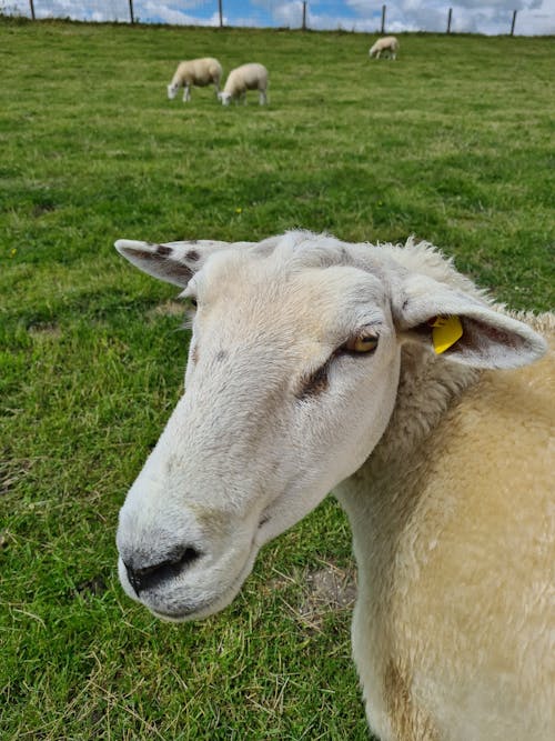 Dike sheep in Friesland