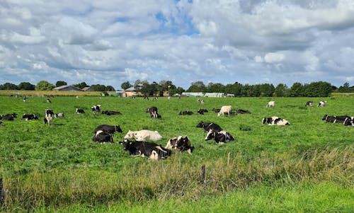 Cows at Friesland 
