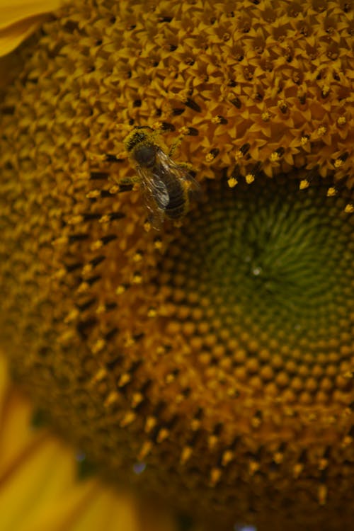 Ingyenes stockfotó beeh, méh, napraforgó témában