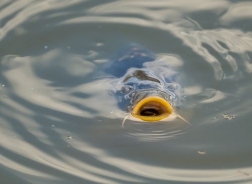 Free A carp fish with open mouth surfaces in a pond, showcasing vivid underwater life. Stock Photo