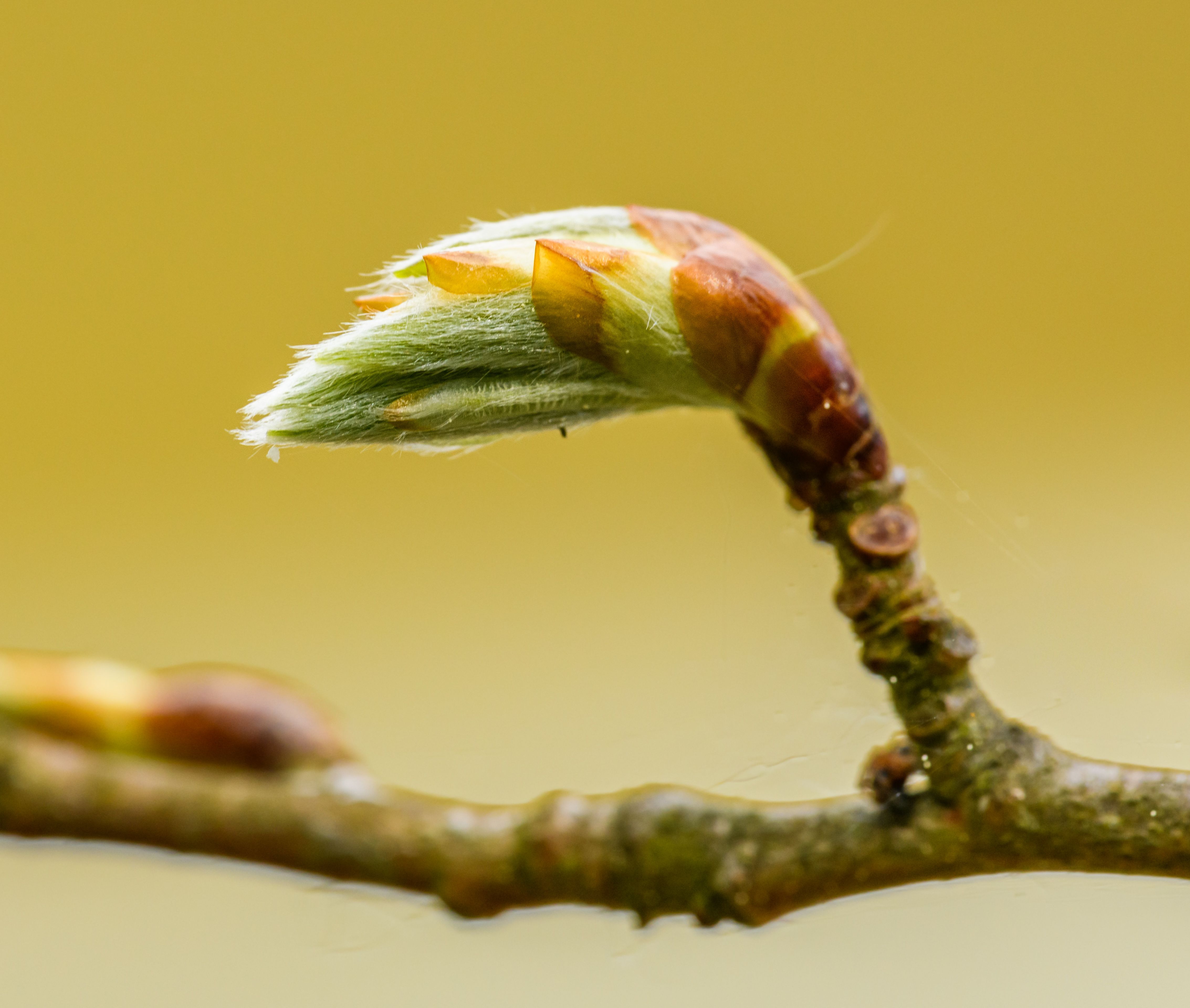 Les 7 Bourgeons Méconnus qui Nourrissent votre Énergie Vitale et Réveillent votre Immunité au Printe