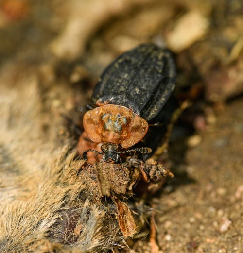 Imagine de stoc gratuită din a închide, automobil beetle, fotografie cu animale sălbatice