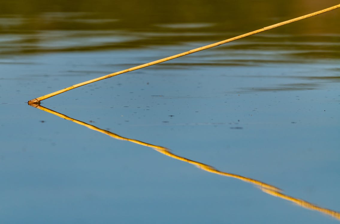 Stick by the Water · Free Stock Photo Stick by the Water · Free Stock Photo