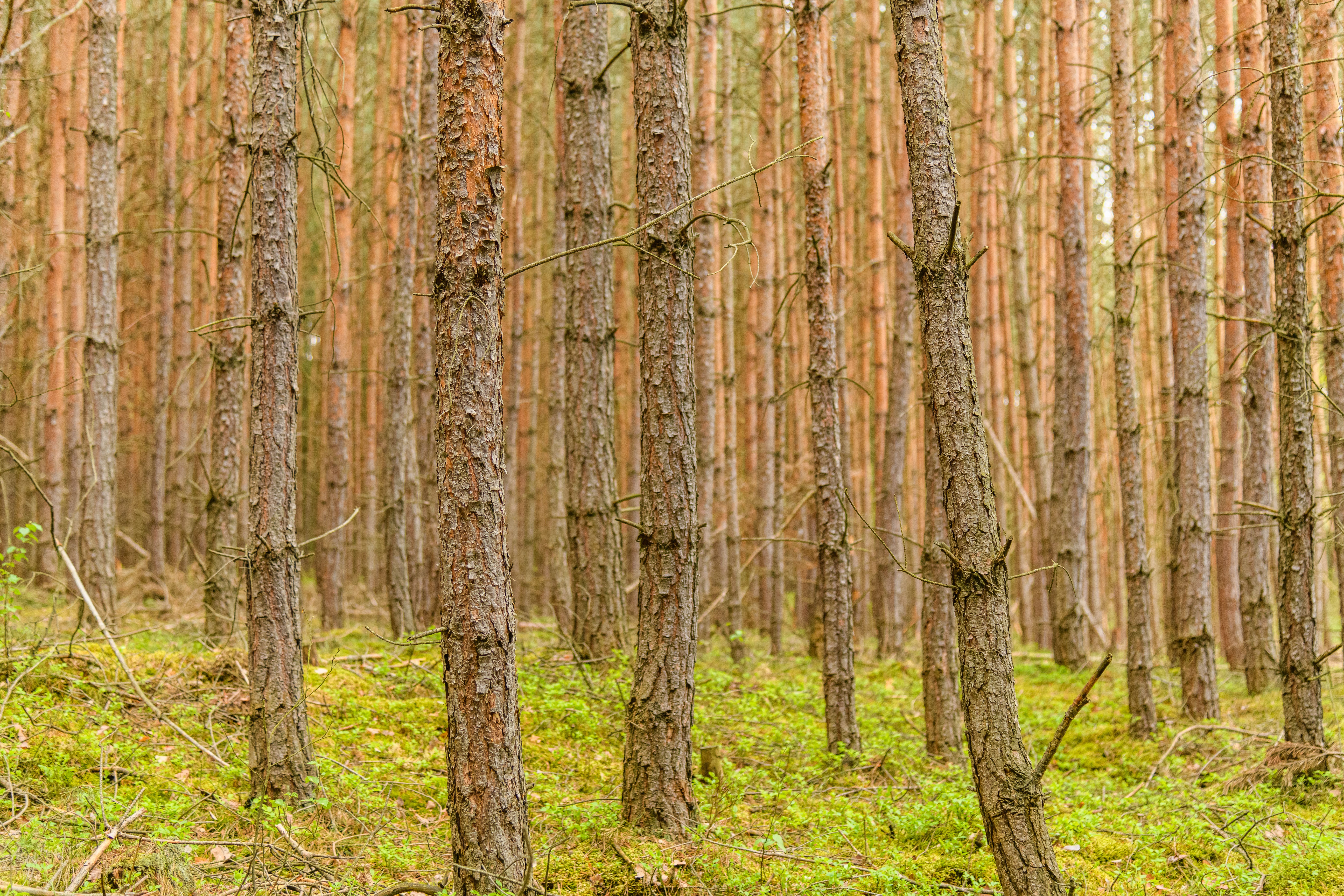 Explore this serene pine forest scene with vertical trees and lush greenery.
