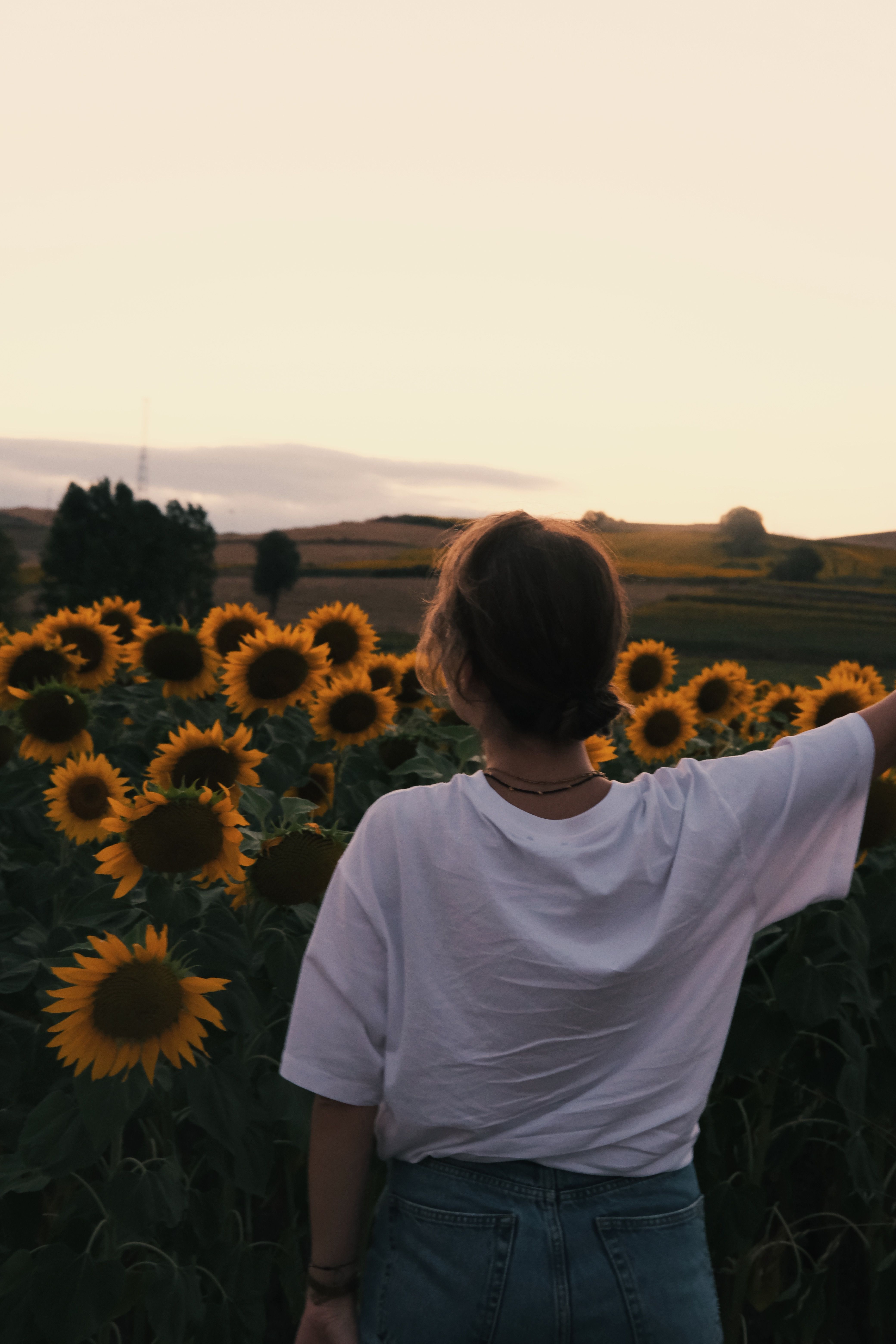 Woman Standing on Field of Sunflowers · Free Stock Photo