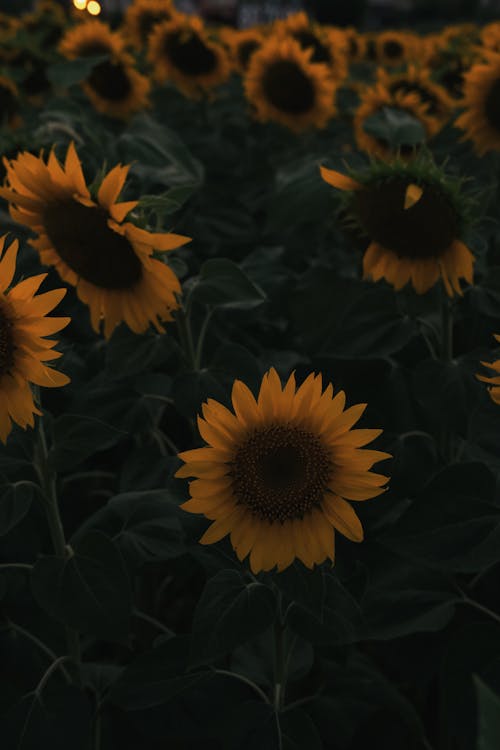 Foto stok gratis bidang, bunga matahari, Fajar
