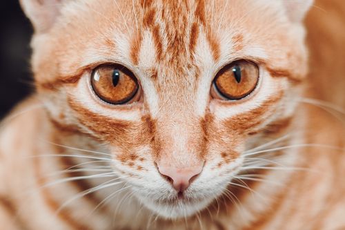 Free Captivating portrait of a ginger cat's face with intense amber eyes and soft downy fur. Stock Photo