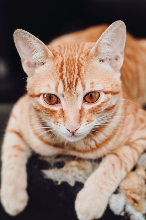 Free Enjoy a detailed close-up shot of an inquisitive orange tabby cat with distinctive stripes. Stock Photo