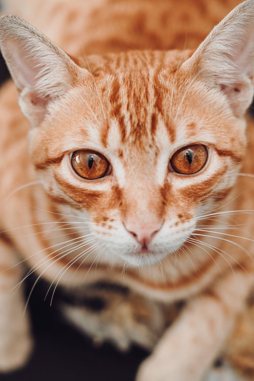 Free Adorable ginger cat with striking amber eyes in a close-up, showcasing its fluffy coat. Stock Photo