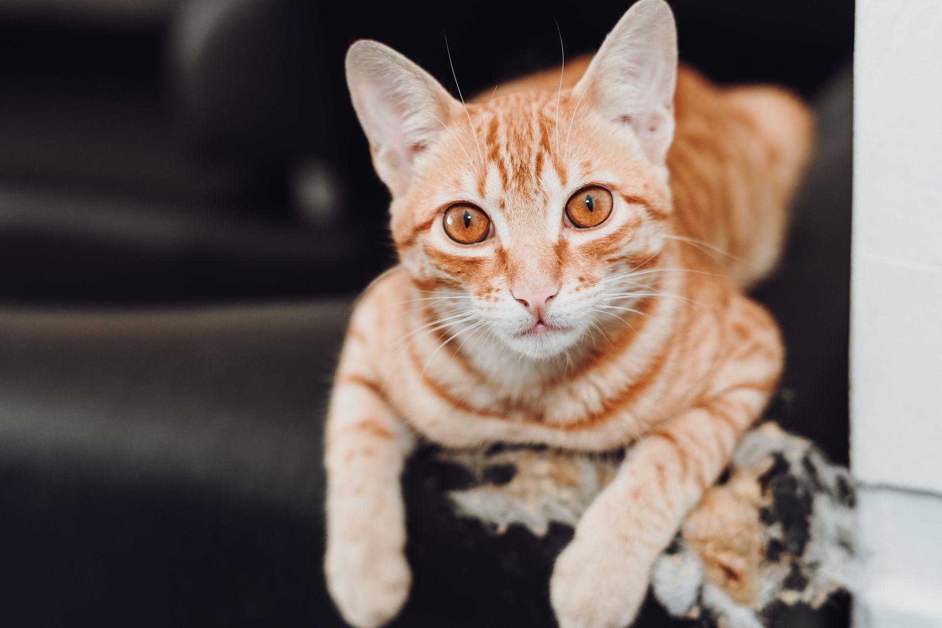 An adorable orange tabby cat with bright eyes resting on a torn black sofa indoors.