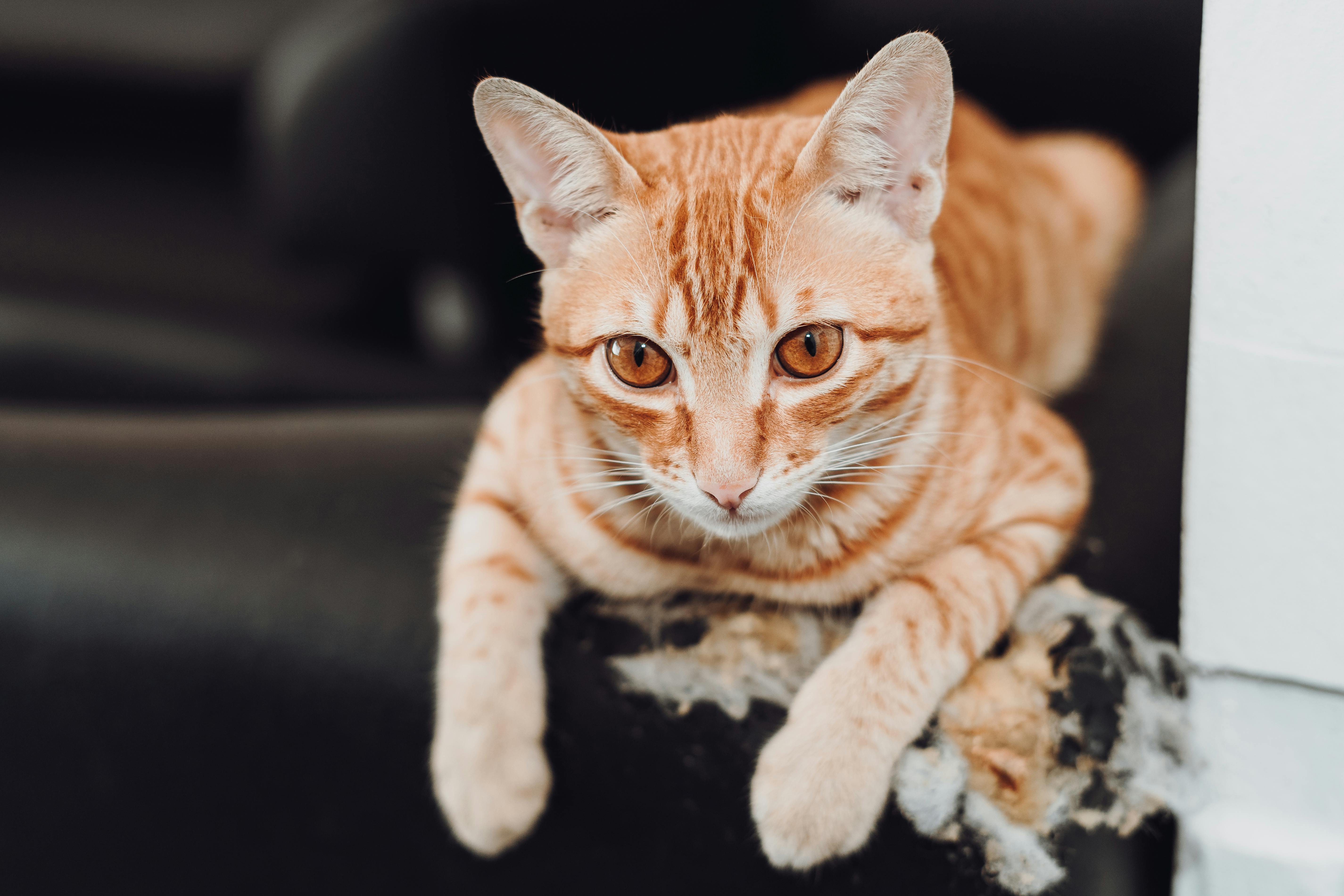 Adorable Ginger Cat on Damaged Sofa