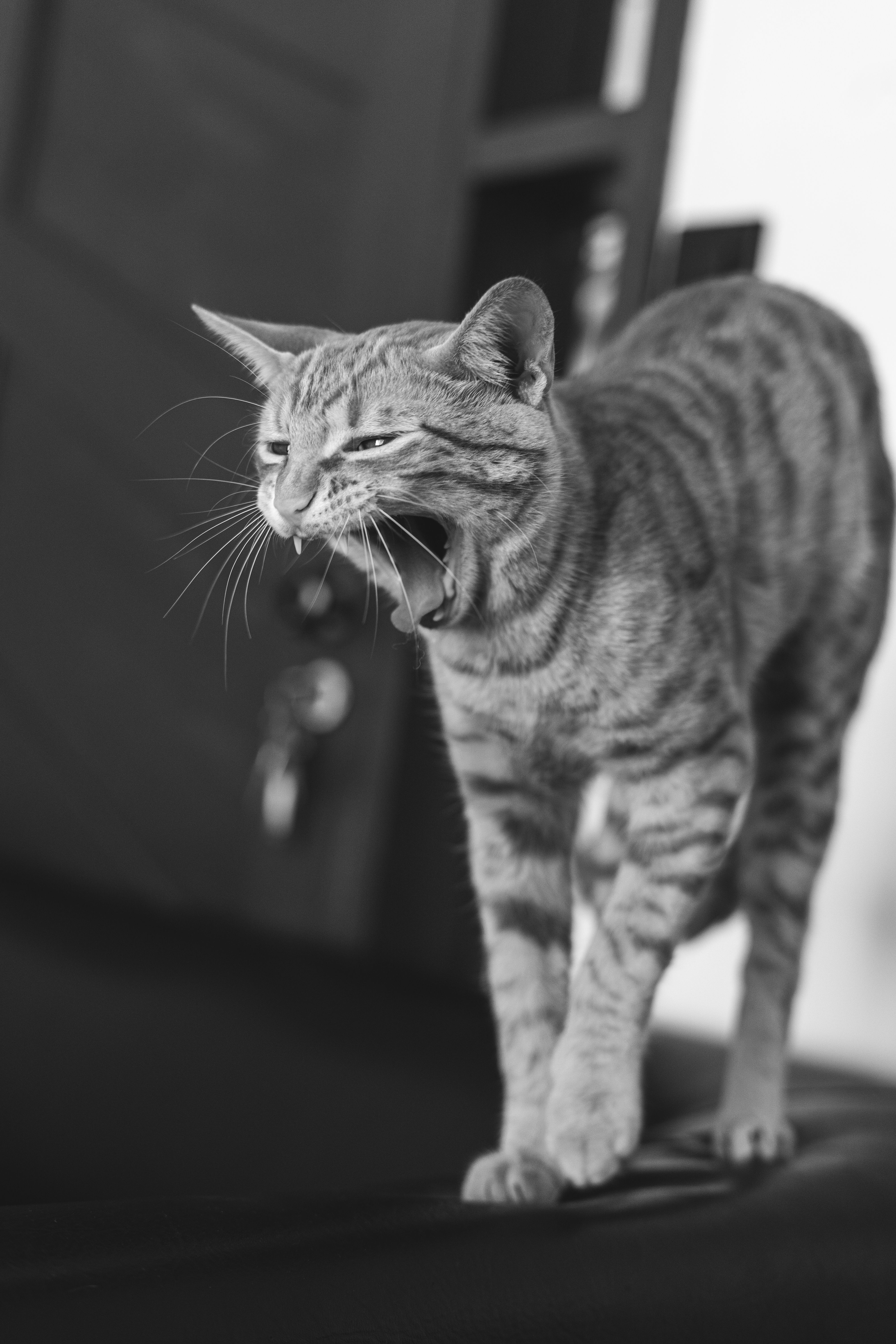 Cute Cat Yawning Free Stock Photo