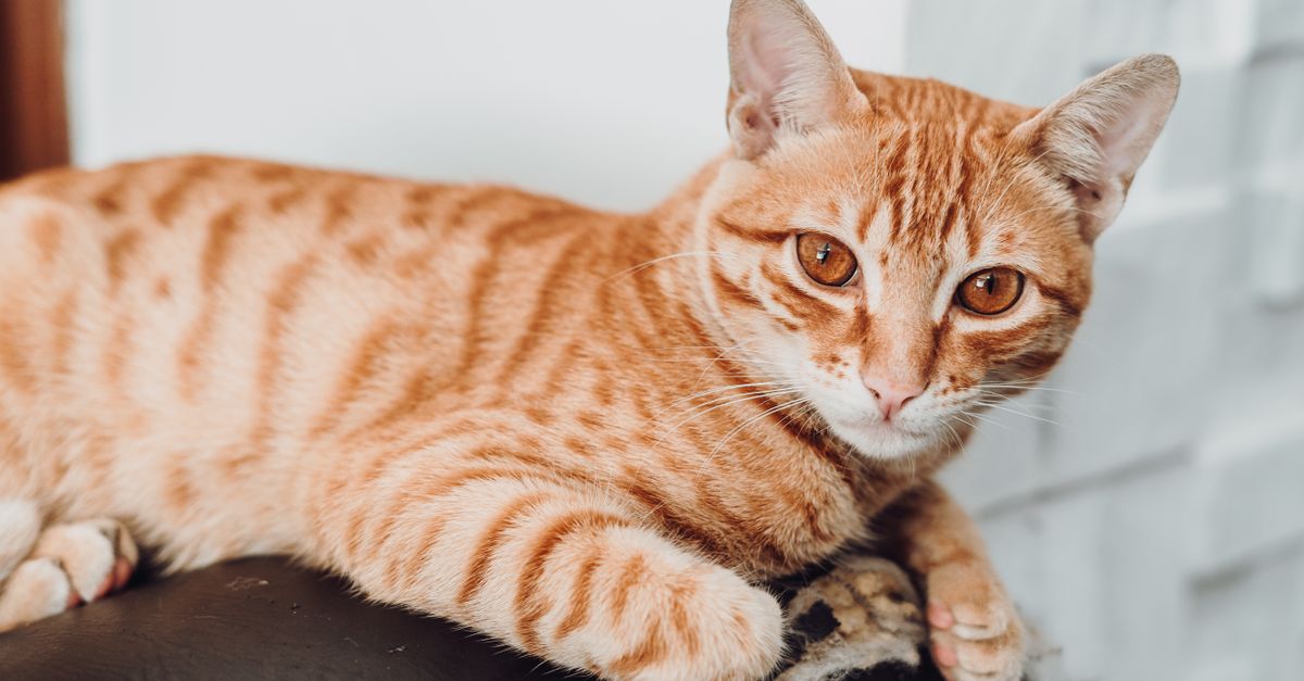 Um encantador gato tigrado laranja relaxa em um sofá preto dentro de casa, exibindo seu lindo padrão de pelagem e seu comportamento calmo.