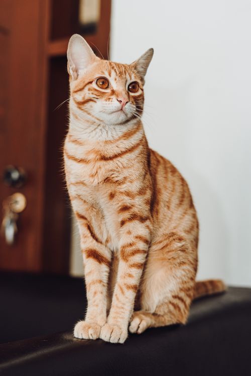 Free Adorable ginger cat with striking stripes sitting indoors, exhibiting a curious look. Stock Photo