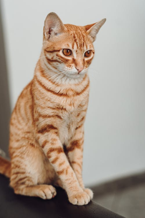 Cute Ginger Cat 