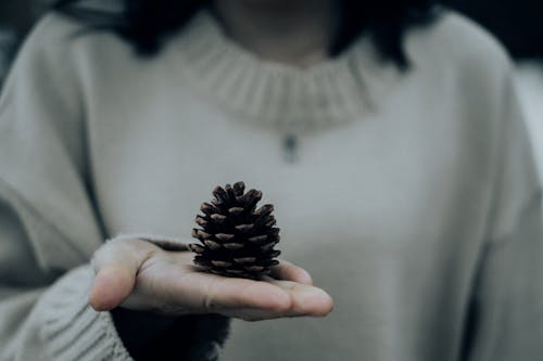 人拿著松果的特寫照片