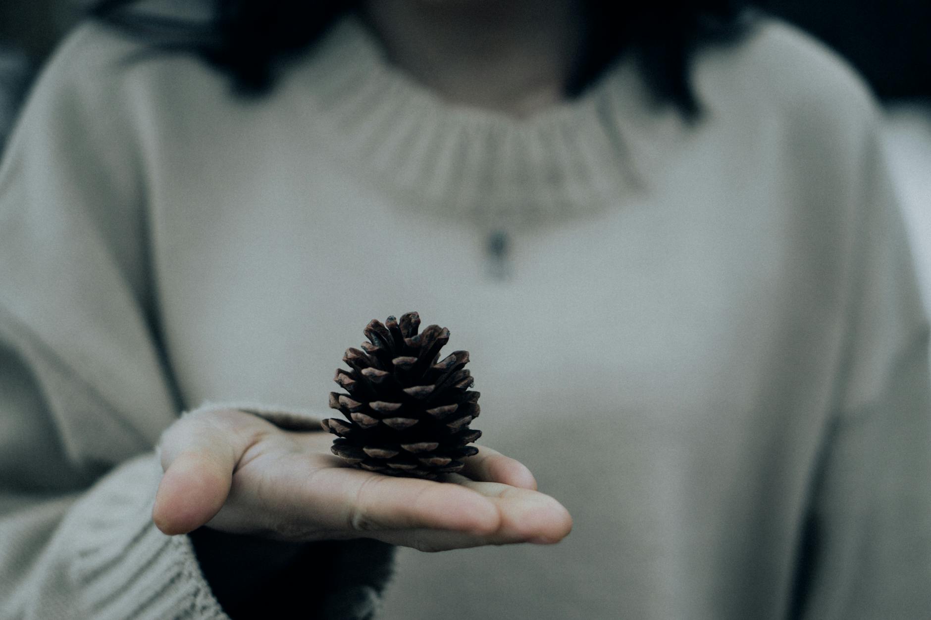 https://www.pexels.com/photo/close-up-photo-of-person-holding-pine-cone-1791538/