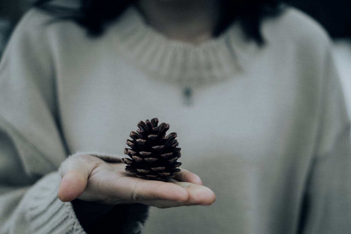 Photo En Gros Plan De Personne Tenant Une Pomme De Pin