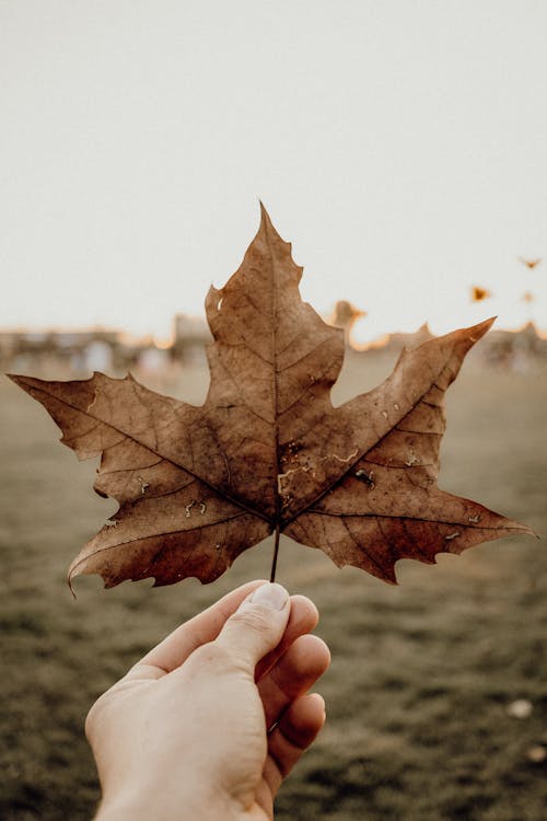 Maple Leaf in Hand