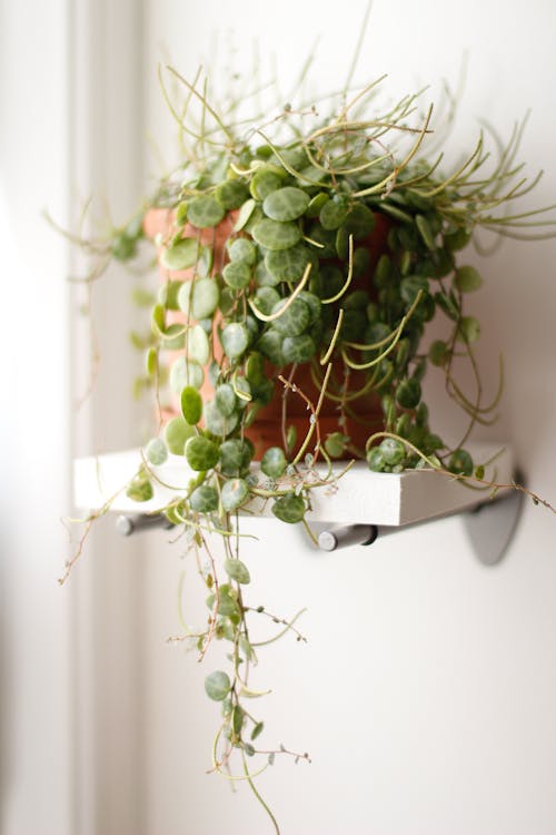 Plant in Flowerpot on Shelf