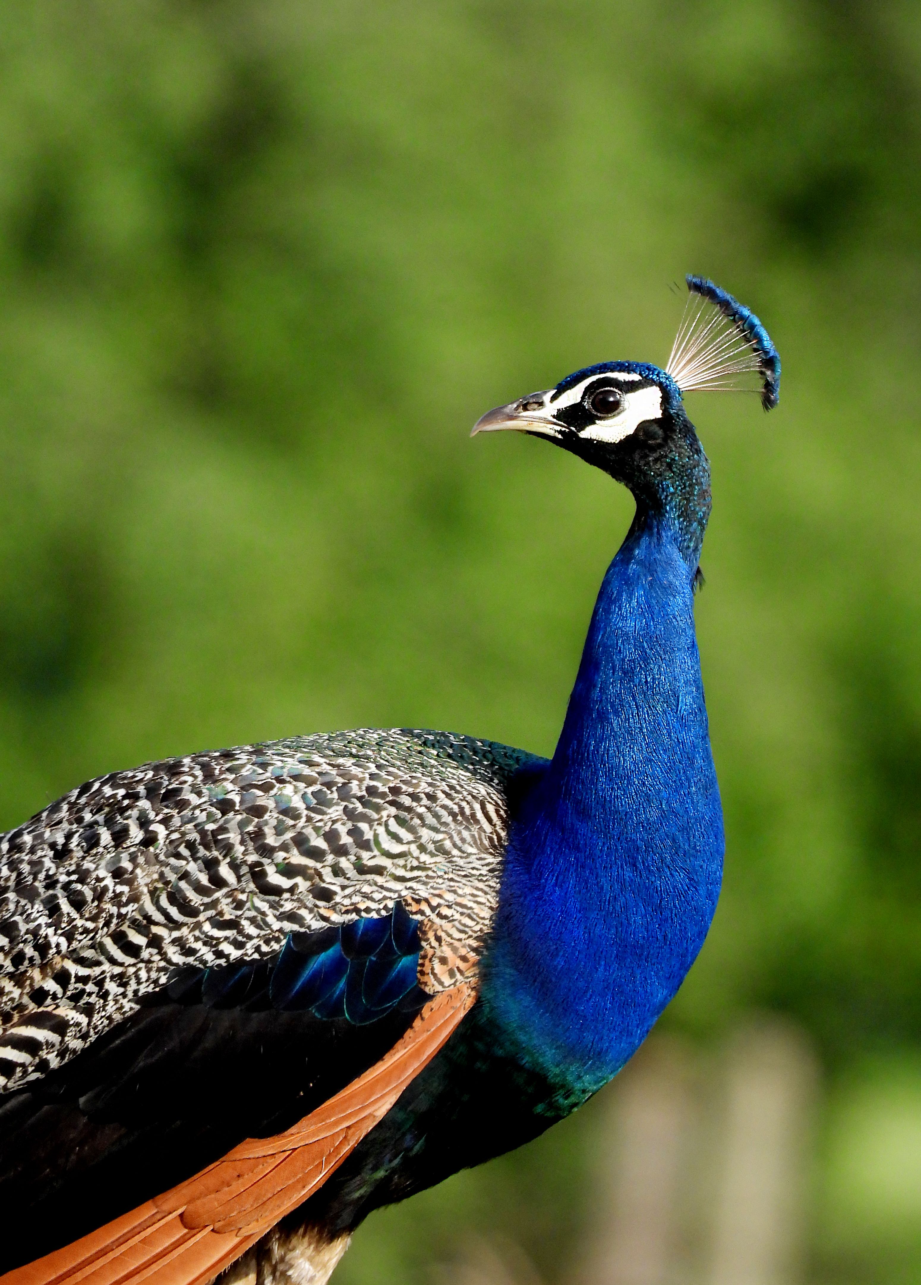 Exquisite Bird Photos Download The Best Free Exquisite Bird Stock