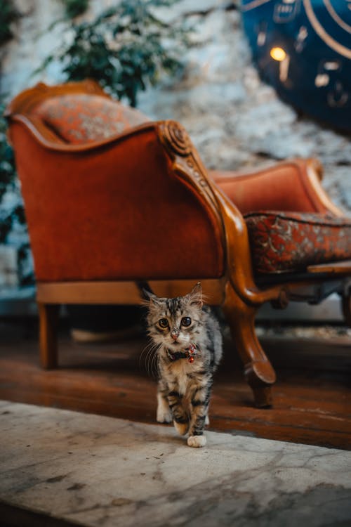 Adorable Fluffy Tabby Cat