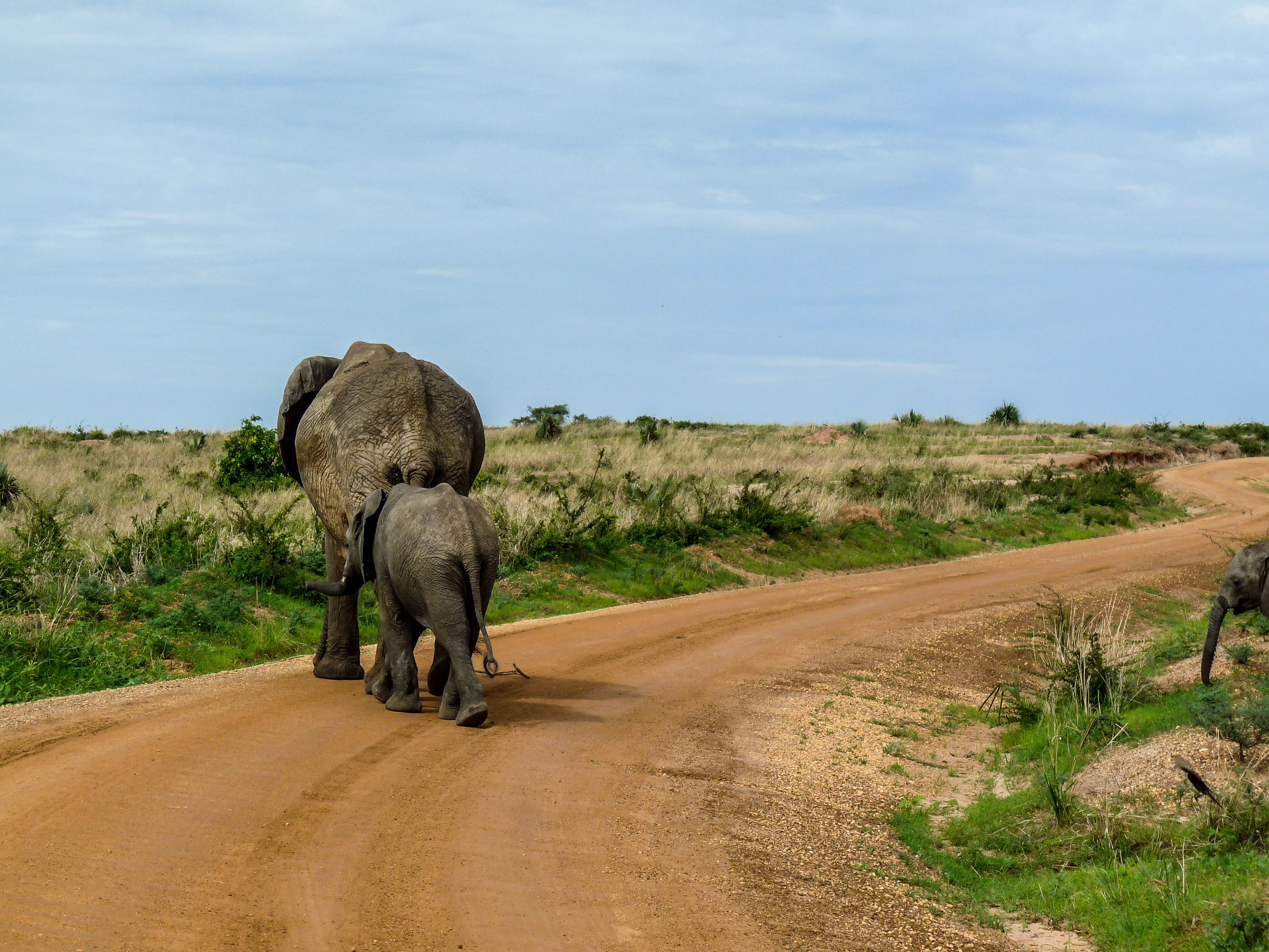 A mother and calf elephant stroll along a dusty road in the African savannah.