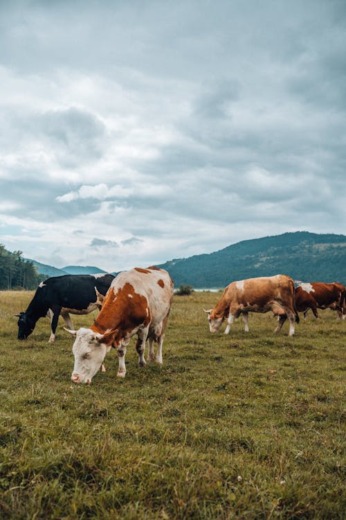 吃草, 垂直拍攝, 奶牛 的 免費圖庫相片