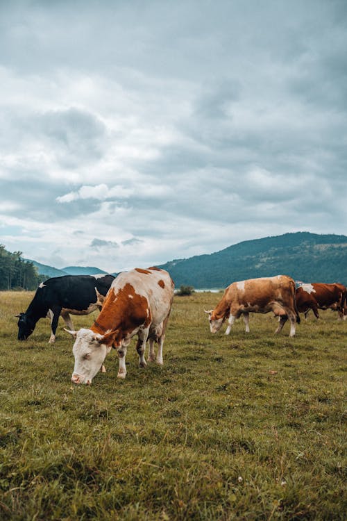 Cows in Pasture