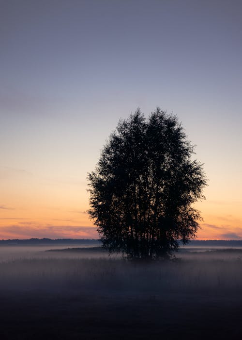 Free Tree Among the Fog at Dusk Stock Photo