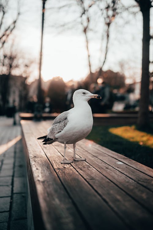 Seagull Standing on a City Bench