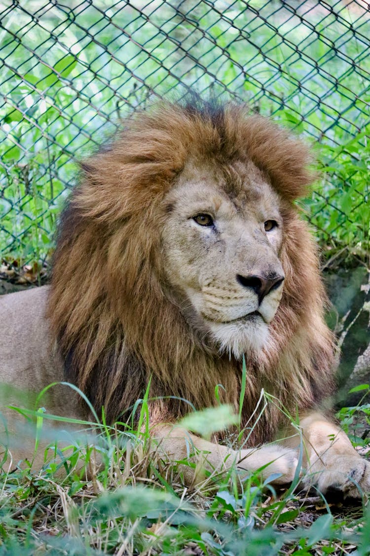 Lion In Zoo