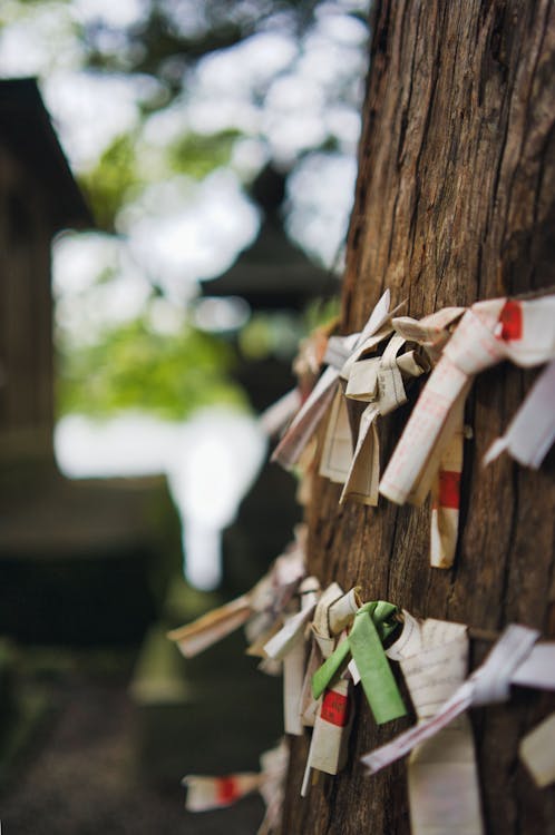 Foto profissional grátis de árvore, fortunas, Japão