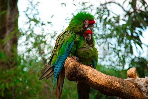 Free Two vibrant green parrots sitting on a branch surrounded by lush tropical foliage. Stock Photo