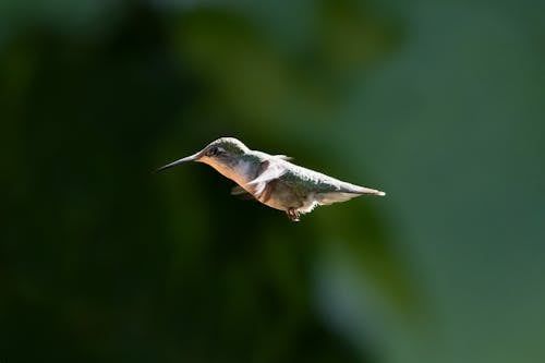 Green Hummingbird in Flight